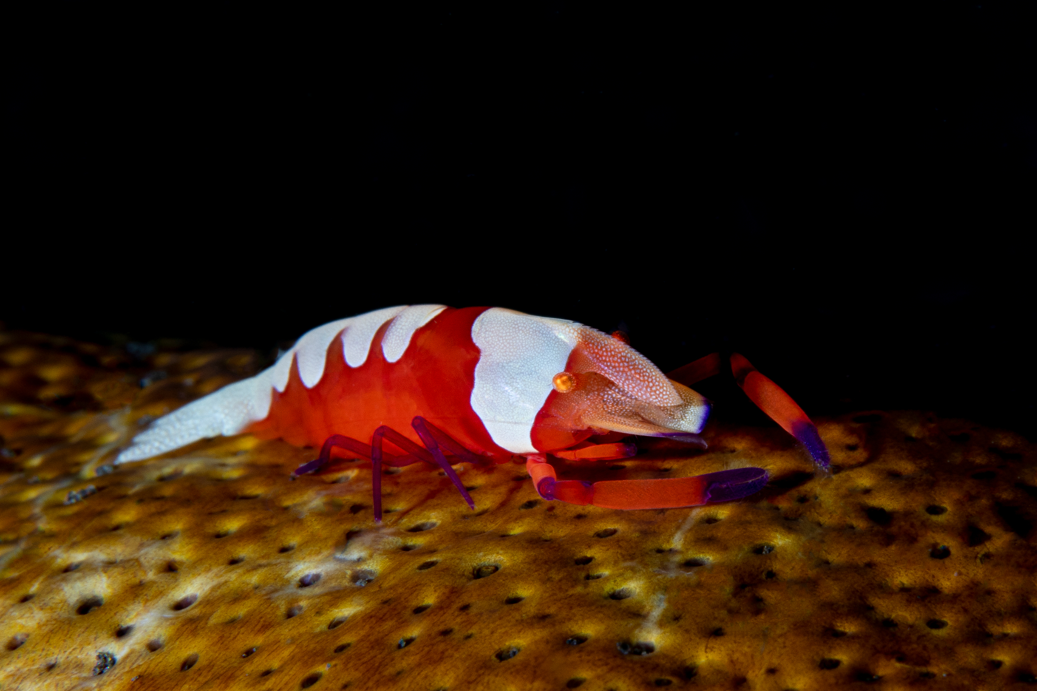Emperor Shrimp, Bunaken